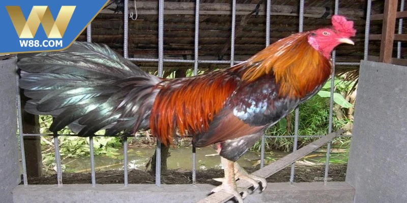 Cách làm gà đá tăng tốc chú trọng dinh dưỡng và tập luyện