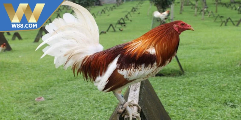 Cách làm gà đá tăng tốc để ý môi trường sống