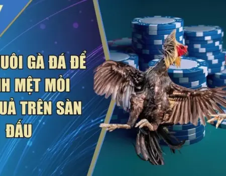 Cách Nuôi Gà Đá Để Tránh Mệt Mỏi