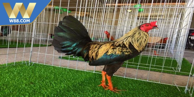 Chế độ tập luyện cho chiến kê phục hồi sau buổi vận động