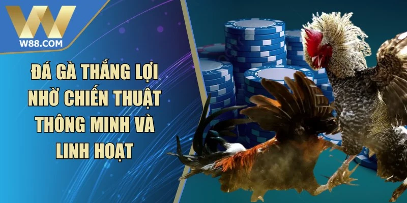 Đá Gà Thắng Lợi Nhờ Chiến Thuật