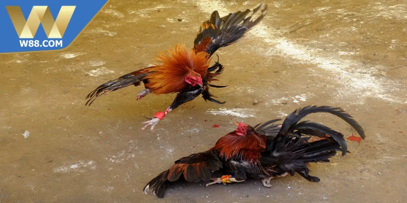 Mẹo chọi gà ăn tiền - Chọn chiến kê trước khi đặt tiền