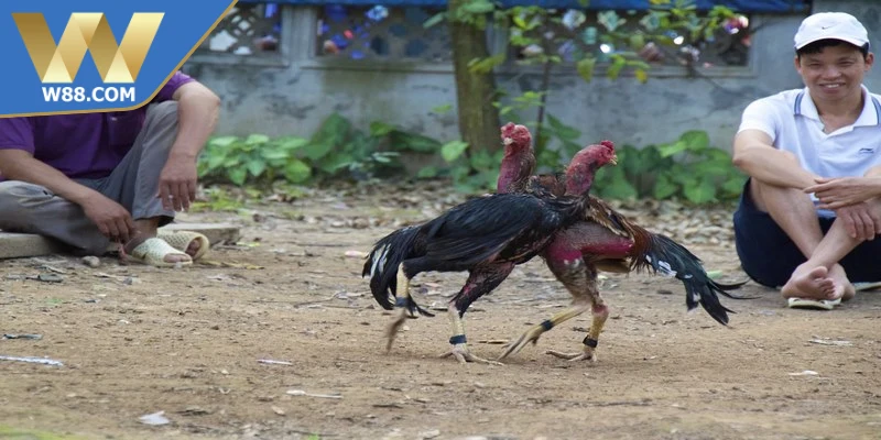 Mẹo chọi gà ăn tiền đọc trận trước khi xuống tiền