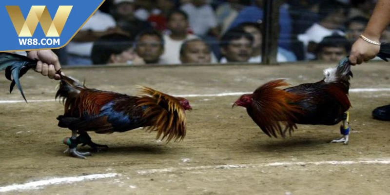 Mẹo đá gà khi bị tấn công duy trì sự tập trung và nhịp điệu