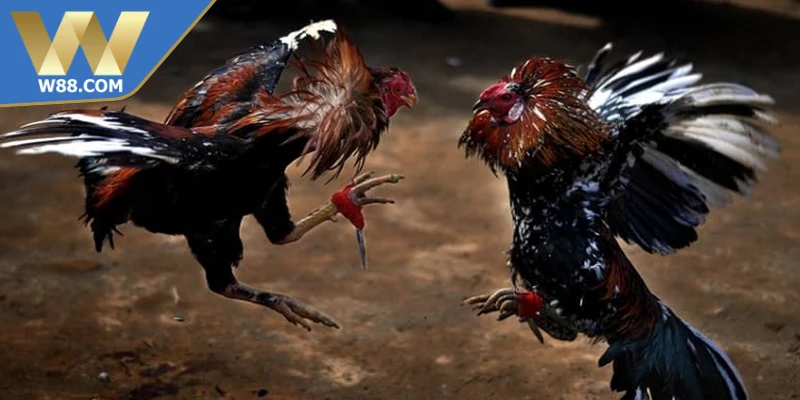 Tầm quan trọng thể lực phản xạ trong mẹo đá gà khi bị tấn công