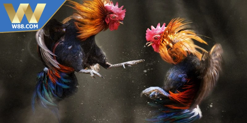 Tường thuật đá gà trải nghiệm trọn vẹn